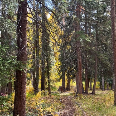 Forest path lined with tall evergreen trees and golden autumn foliage overhead