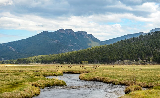 Elk grazing in a Rocky Mountain meadow with a stream and peaks in the background