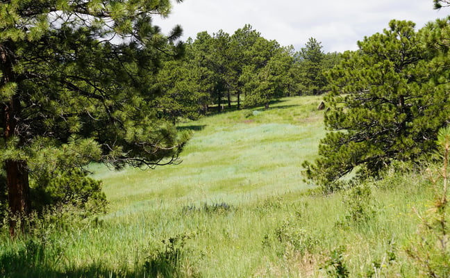 Rolling green meadow framed by pine trees on a summer day in the Colorado Rockies
