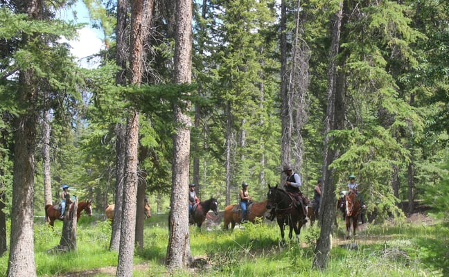 Riders on horseback through a pine forest
