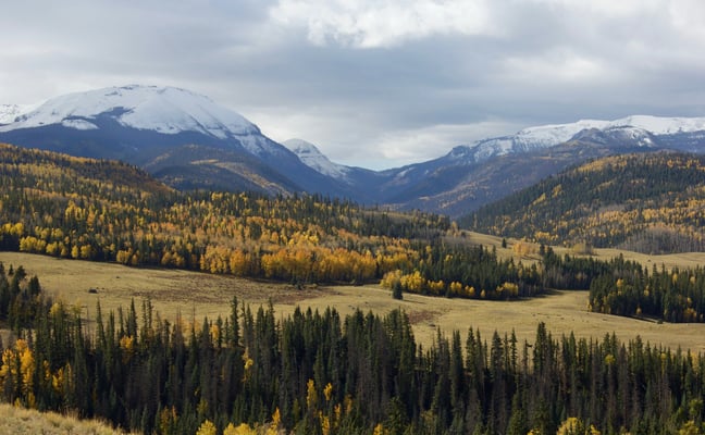 Autumn aspen and pine forest with snow-capped Colorado peaks