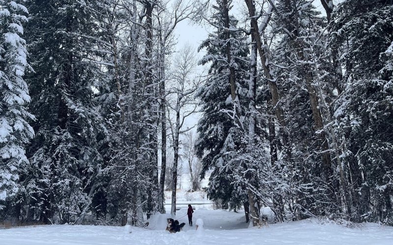 Wedding Arch in Winter
